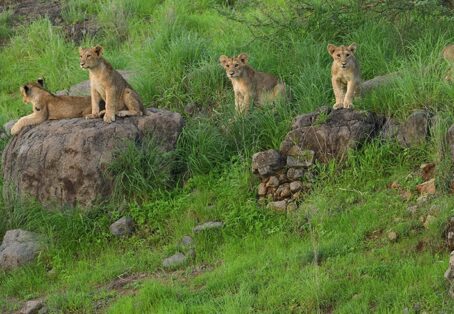 Divine Gujarat Tour – Dwarka, Somnath, Diu & Gir Safari